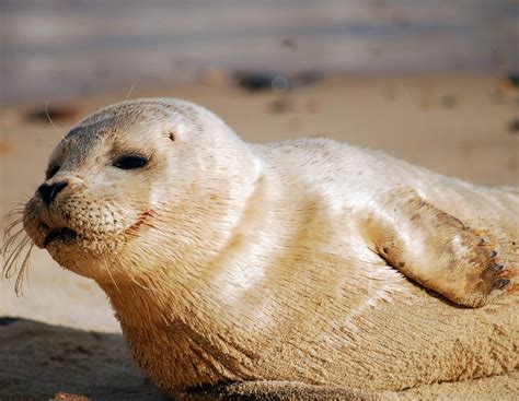 slsafari esbjerg|Sælsafari i Vadehavet med Sort Safari